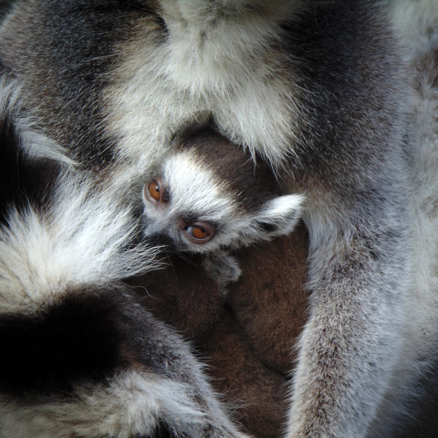 <b>RING-TAILED LEMUR</b>
<br>
<i>Lemur catta</i>
<br>
Where They Live: Madagascar
<br>
Status: Near Threatened
