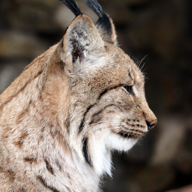 <b>CARPATHIAN LYNX</b>
<br>
<i>Lynx lynx carpathicus</i>
<br>
Where They Live: Romania, Slovakia & Hungary
<br>
Status: Least Concern