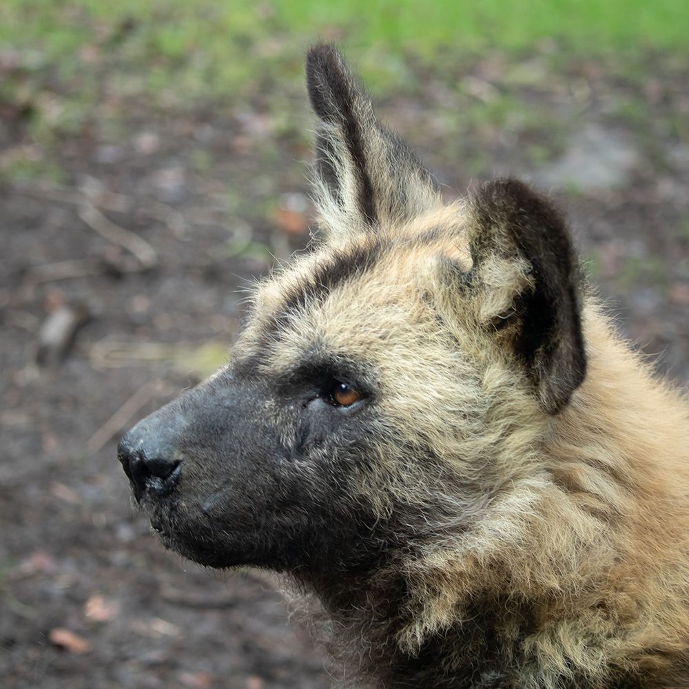 <b>AFRICAN WILD DOG</b>
<br>
<i>Lycaon pictus</i>
<br>
Where They Live: Central & Southern Africa
<br>
Status: Endangered