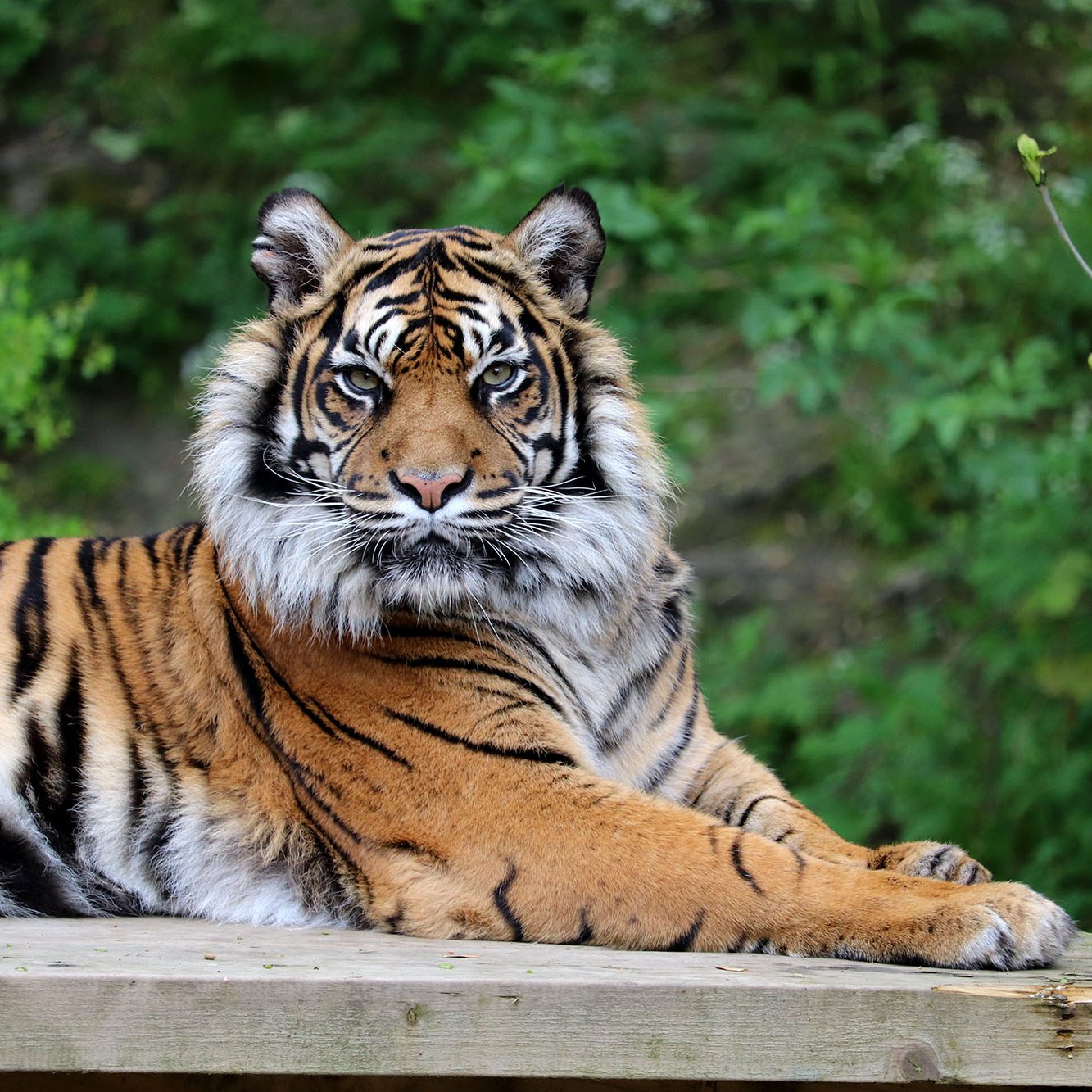 <b> SUMATRAN TIGER </b>
<br>
<i>Panthera tigris sondaica</i>
<br>
Where They Live: Sumatra
<br>
Status: Critically Endangered