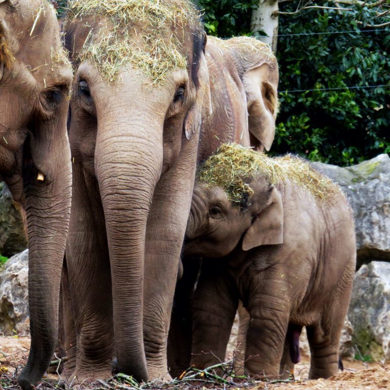 <b>ASIAN ELEPHANT</b>
<br>
<i>Elephas maximus</i>
<br>
Where They Live: South-East Asia
<br>
Status: Endangered
