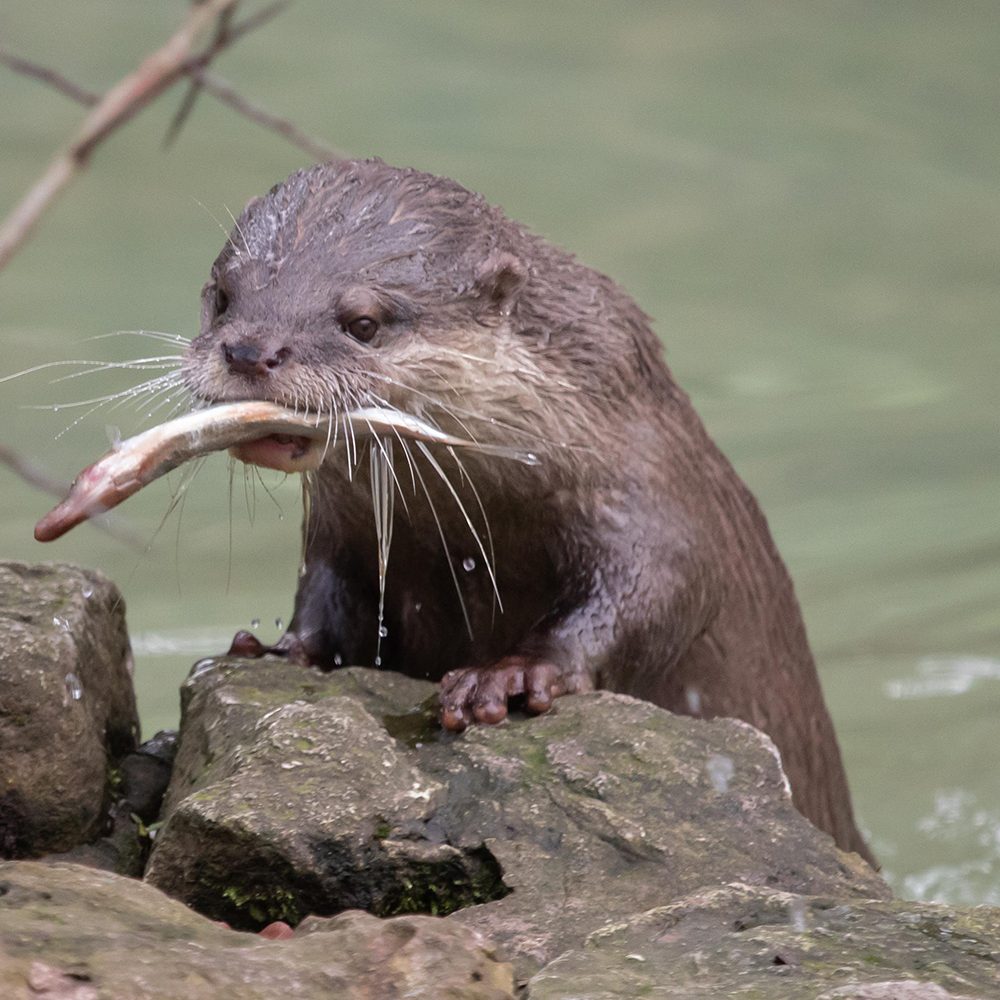 <b>ASIATIC SHORT-CLAWED OTTER</b>
<br>
<i>Amblonyx cinereus</i>
<br>
Where They Live: South East Asia
<br>
Status: Vulnerable