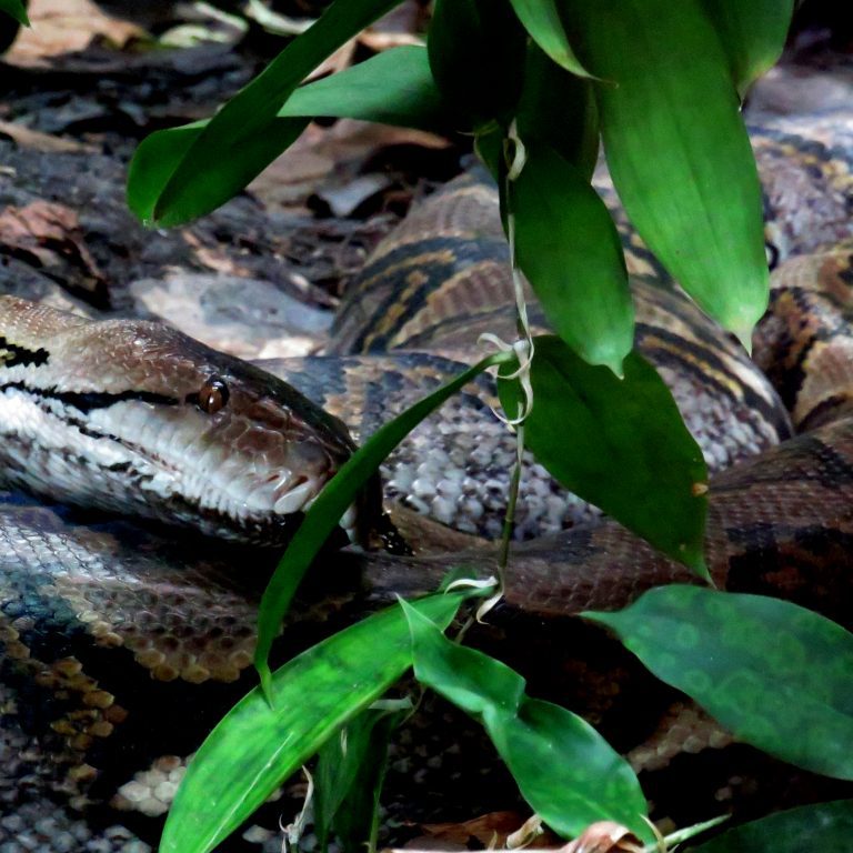 <b>RETICULATED PYTHON</b>
<br>
<i>Malayopython reticulatus</i>
<br>
Where They Live: South Asia
<br>
Status: Least Concern
