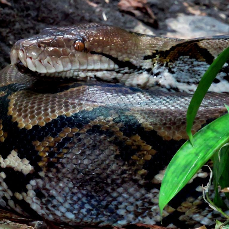 <b>RETICULATED PYTHON</b>
<br>
<i>Malayopython reticulatus</i>
<br>
Where They Live: South Asia
<br>
Status: Least Concern
