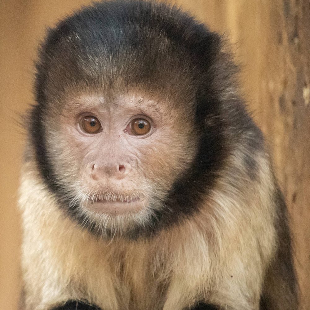 <b>YELLOW BREASTED CAPUCHIN</b>
<br>
<i>Sapajus xanthosternos</i>
<br>
Where They Live: Brazil
<br>
Status: Critically Endangered