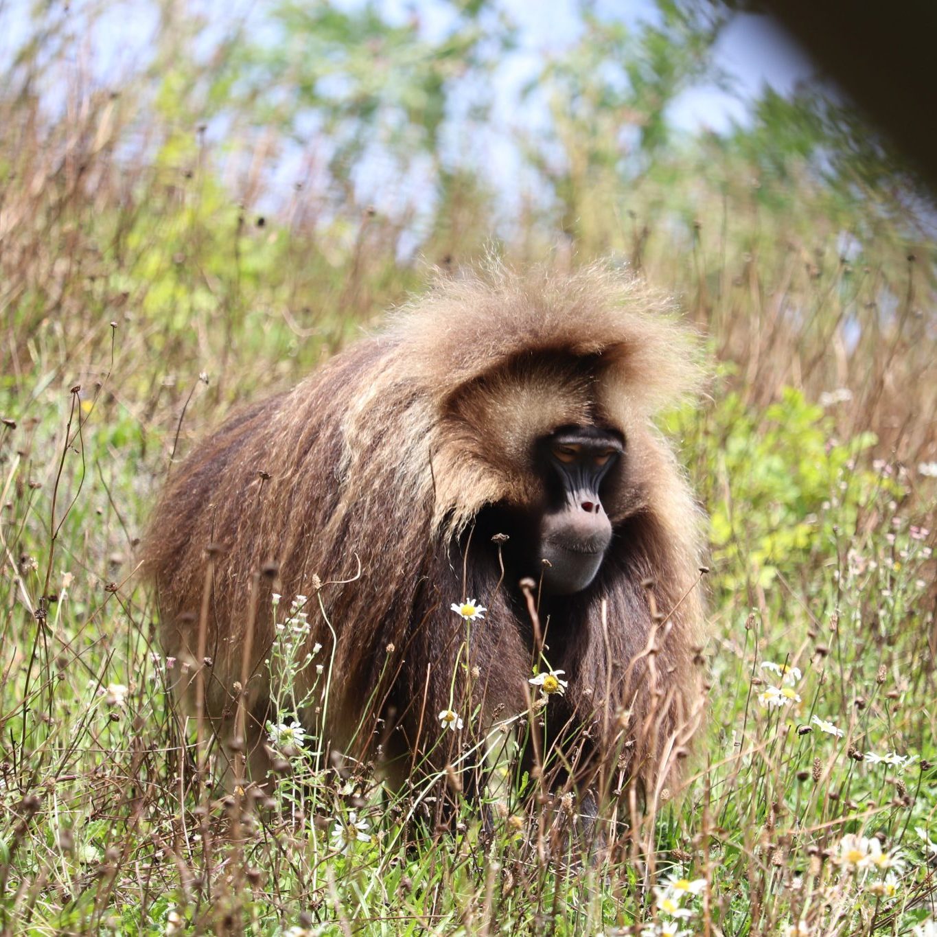 <b>GELADA</b>
<br>
<i>Theropithecus gelada</i>
<br>
Where They Live: Ethiopian Highlands
<br>
Status: Least Concern