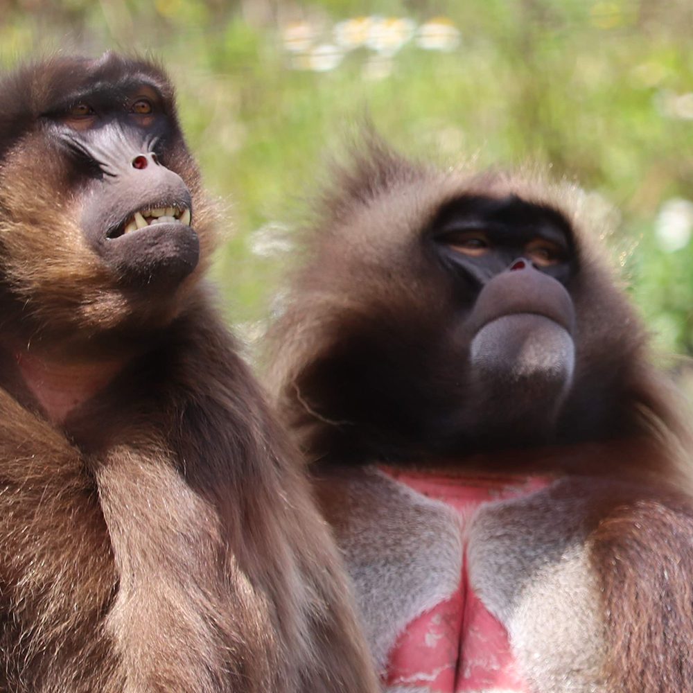 <b>GELADA</b>
<br>
<i>Theropithecus gelada</i>
<br>
Where They Live: Ethiopian Highlands
<br>
Status: Least Concern