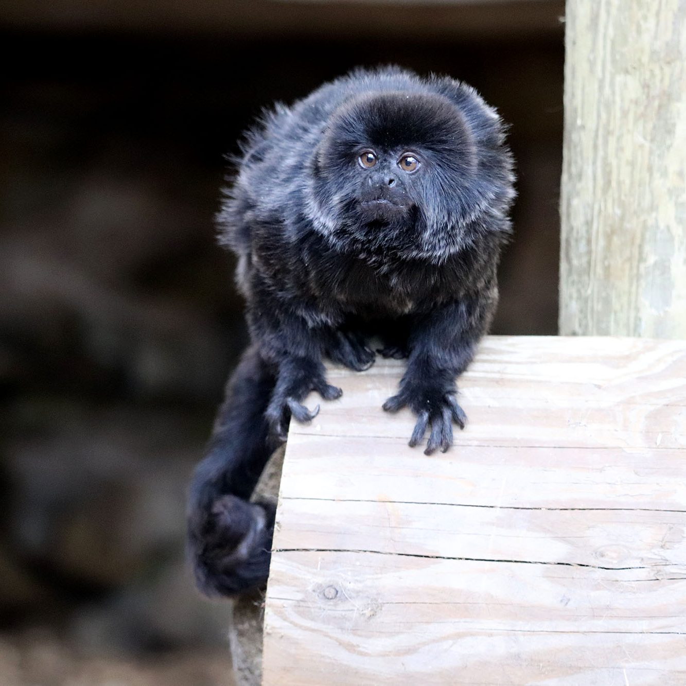 <b>GOELDI'S MONKEY</b>
<br>
<i>Callimico goeldii</i>
<br>
Where They Live: Bolivia, Brazil, Colombia, Ecuador & Peru
<br>
Status: Vulnerable