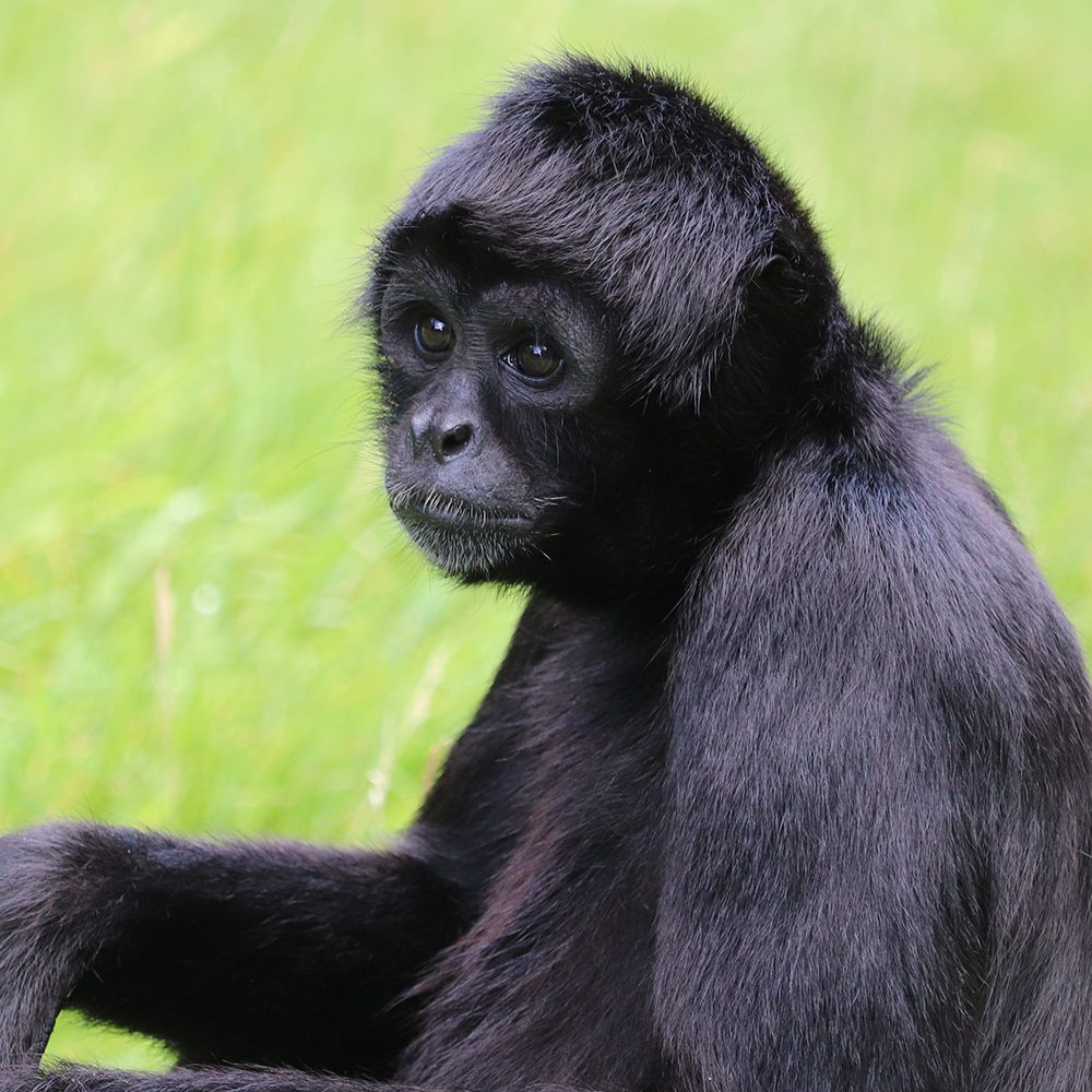 <b>COLOMBIAN BLACK SPIDER MONKEY</b>
<br>
<i>Ateles fusciceps rufiventris</i>
<br>
Where They Live: Colombia & Panama
<br>
Status: Critically Endangered