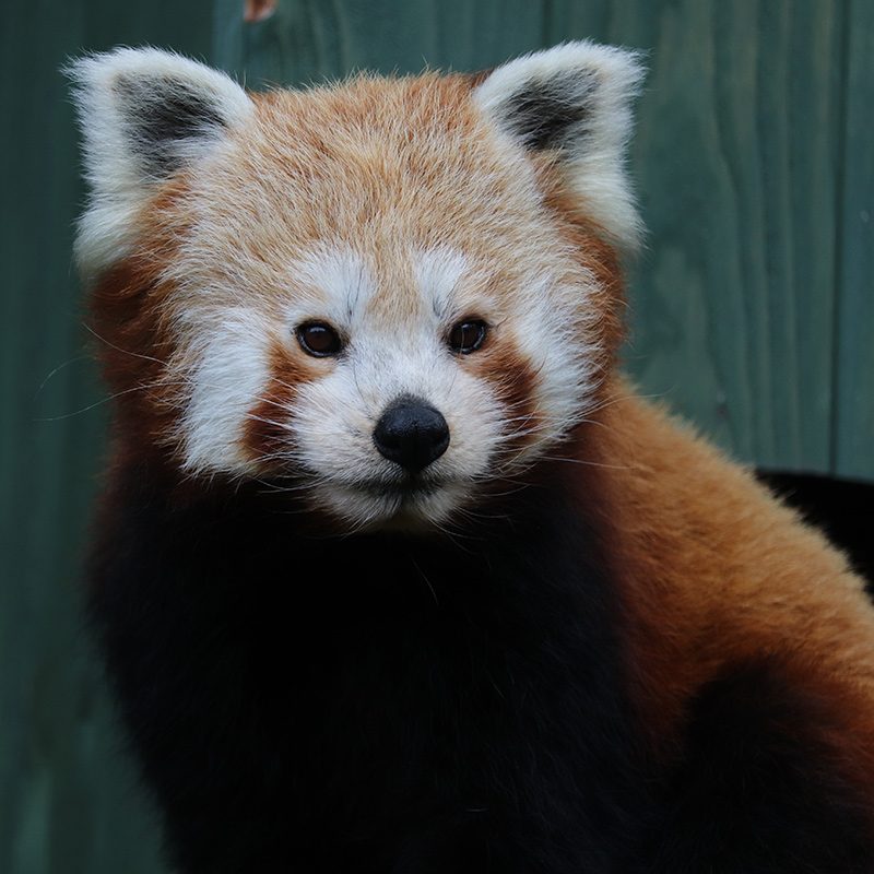 <b>RED PANDA</b>
<br>
<i>Ailurus fulgens</i>
<br>
Where They Live: Himalayas, East India
<br>
Status: Vulnerable