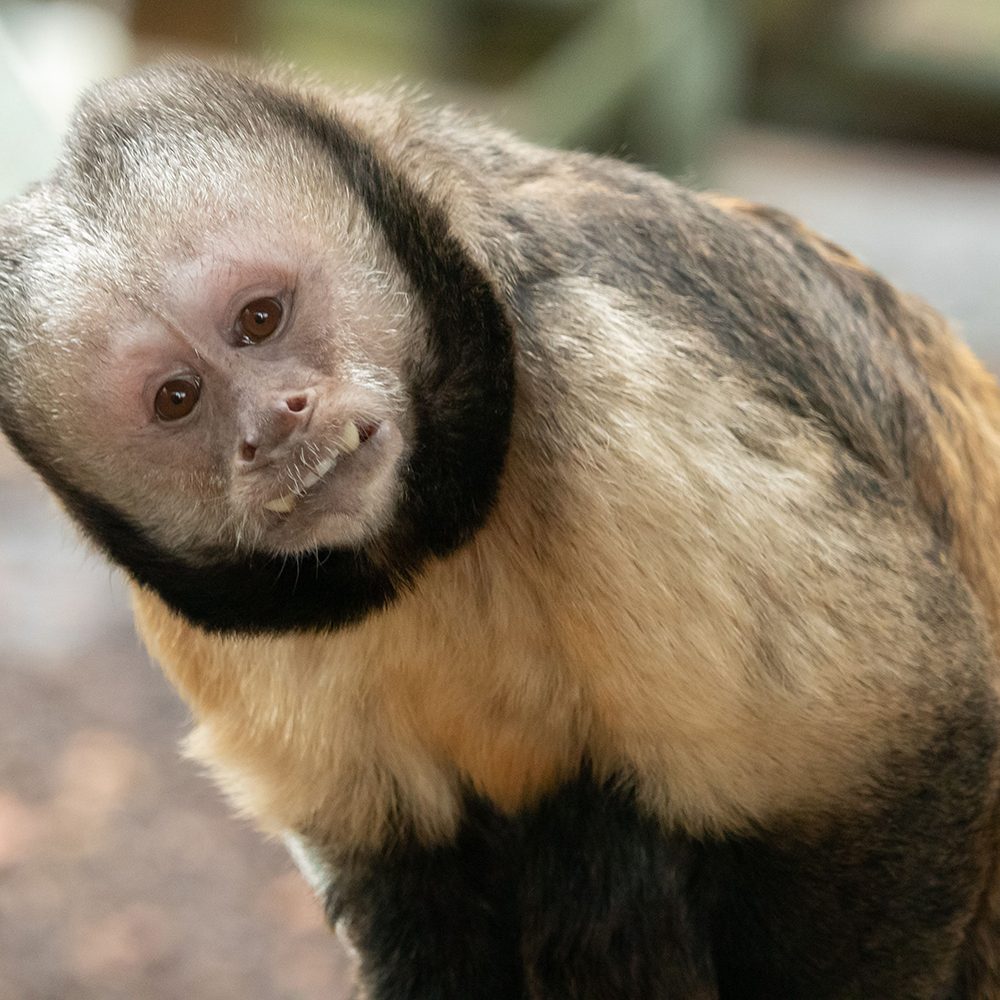 <b>YELLOW BREASTED CAPUCHIN</b>
<br>
<i>Sapajus xanthosternos</i>
<br>
Where They Live: Brazil
<br>
Status: Critically Endangered