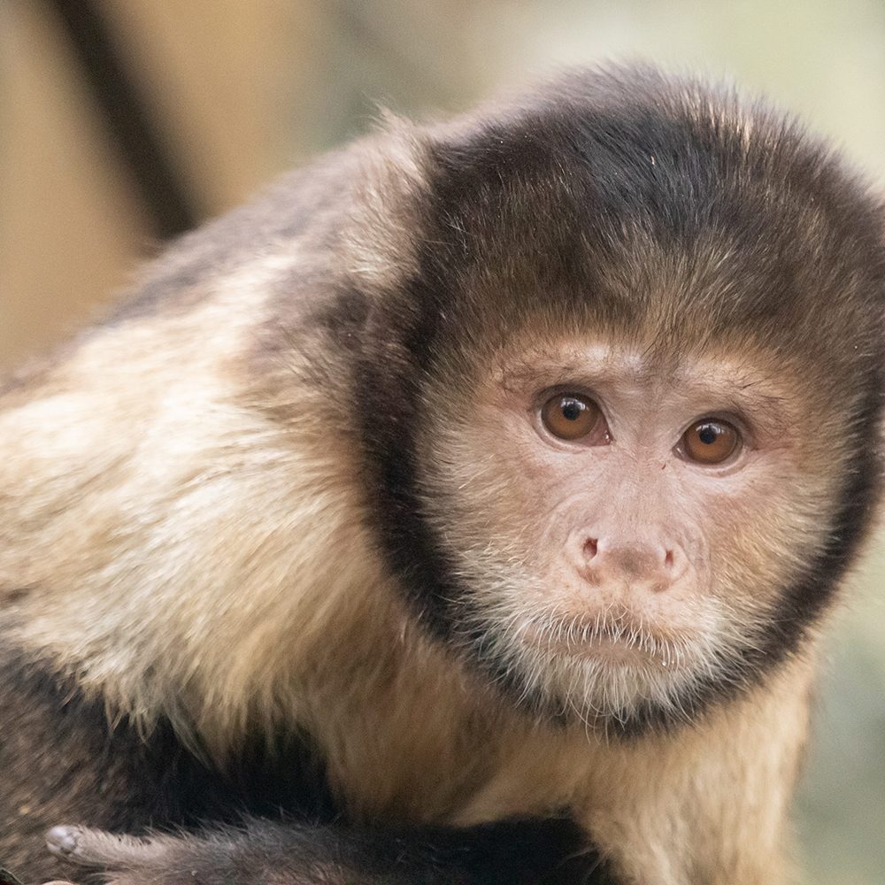 <b>YELLOW BREASTED CAPUCHIN</b>
<br>
<i>Sapajus xanthosternos</i>
<br>
Where They Live: Brazil
<br>
Status: Critically Endangered