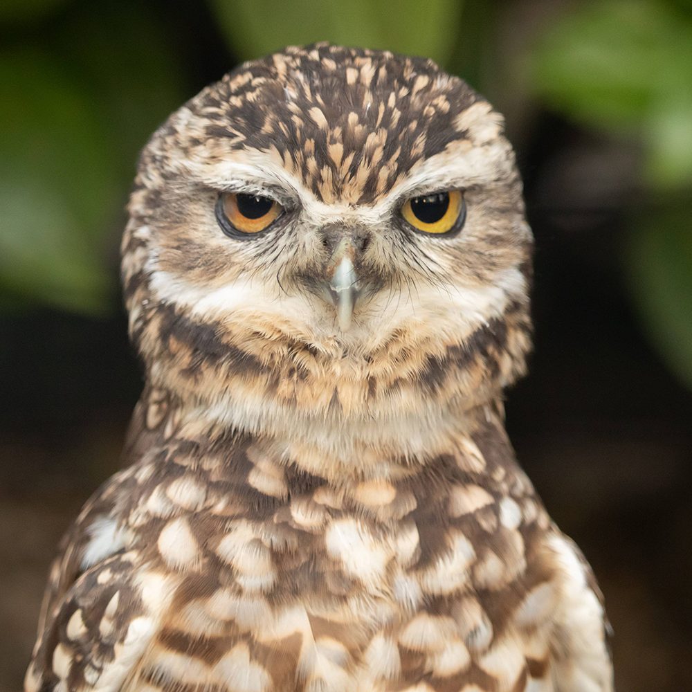 <b>BURROWING OWL</b>
<br>
<i>Athene cunicularia</i>
<br>
Where They Live: North & South America
<br>
Status: Least Concern