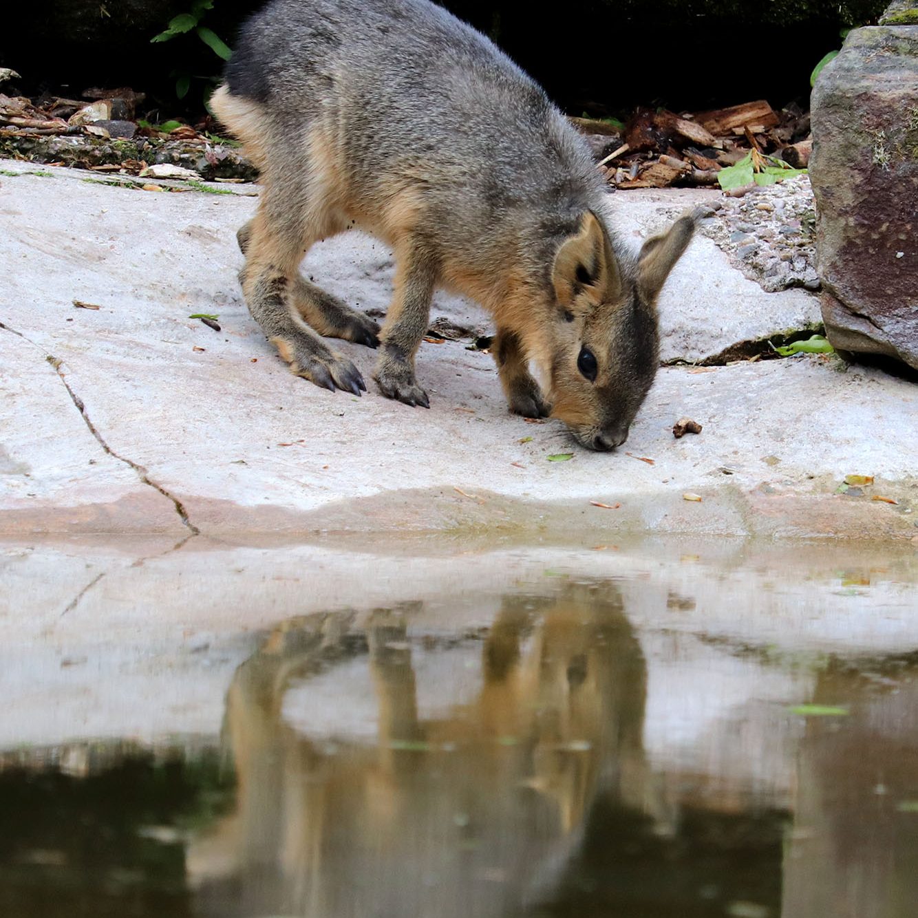 <b>PATAGONIAN MARA</b>
<br>
<i>Dolichotis patagonum</i>
<br>
Where They Live: Argentina
<br>
Status: Near Threatened