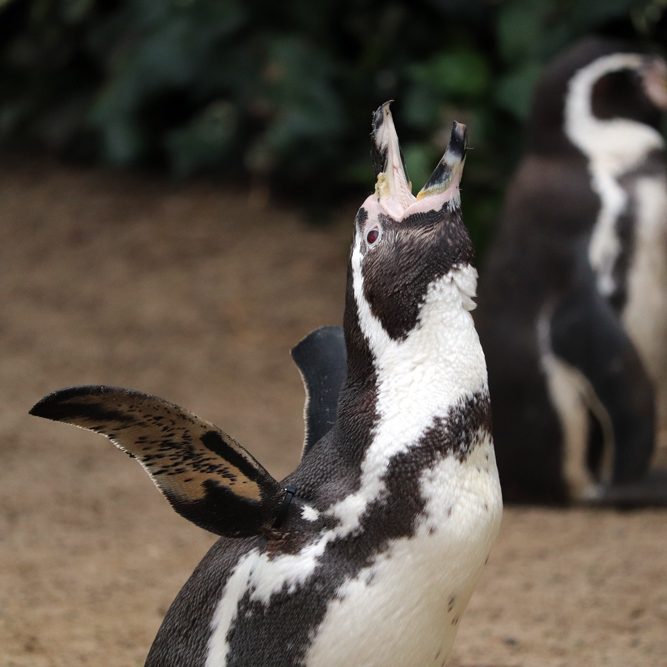 <b>HUMBOLDT PENGUIN</b>
<br>
<i>Spheniscus humboldti</i>
<br>
Where They Live: Peru & Chile
<br>
Status: Vulnerable