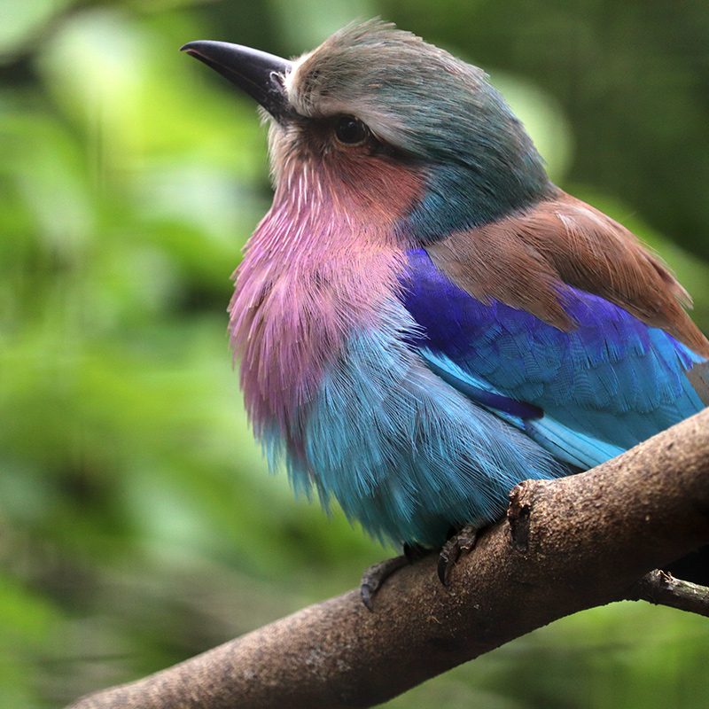 <b>LILAC BREASTED ROLLER</b>
<br>
<i>Coracias caudatus</i>
<br>
Where They Live: Africa
<br>
Status: Least Concern