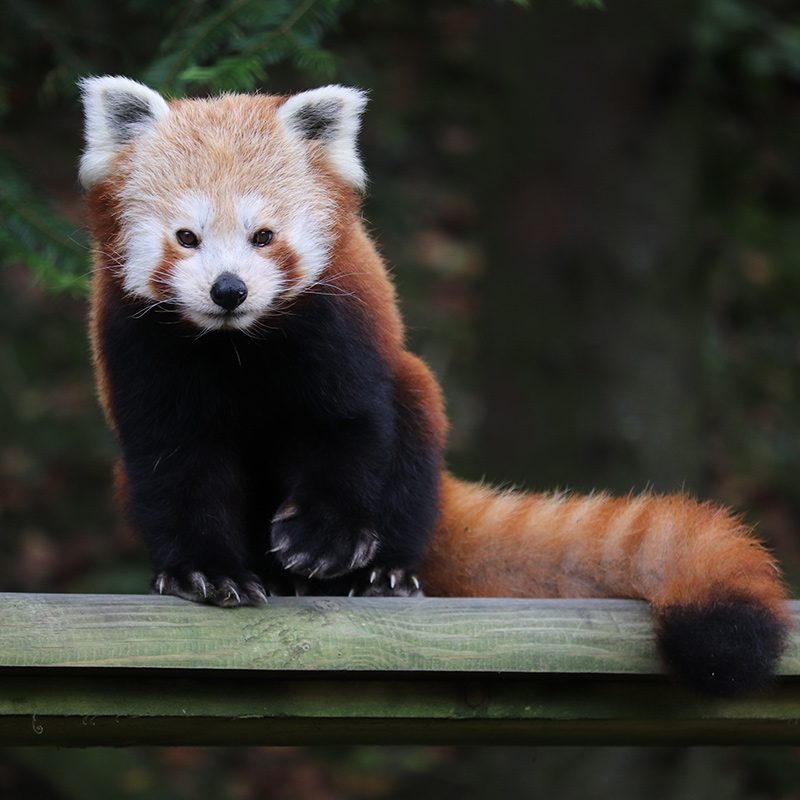 <b>RED PANDA</b>
<br>
<i>Ailurus fulgens</i>
<br>
Where They Live: Himalayas, East India
<br>
Status: Vulnerable