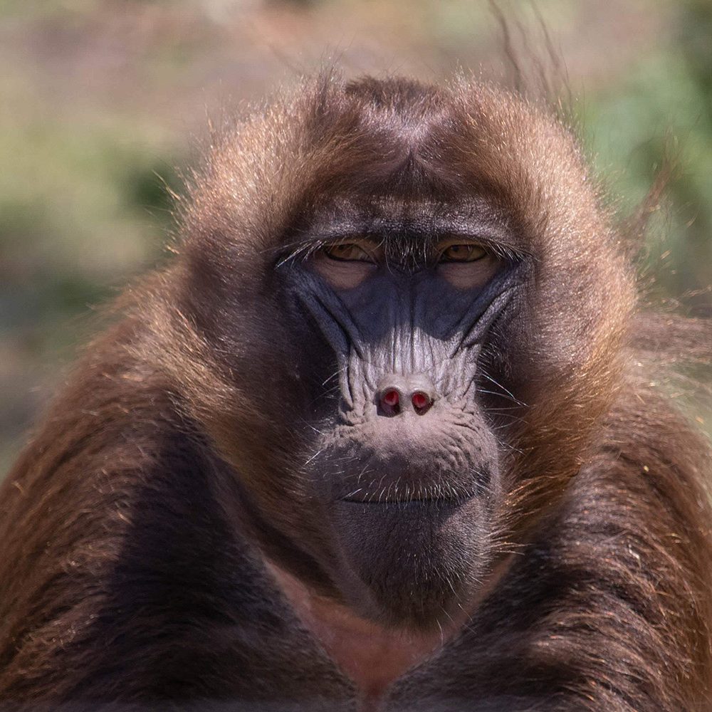 <b>GELADA</b>
<br>
<i>Theropithecus gelada</i>
<br>
Where They Live: Ethiopian Highlands
<br>
Status: Least Concern