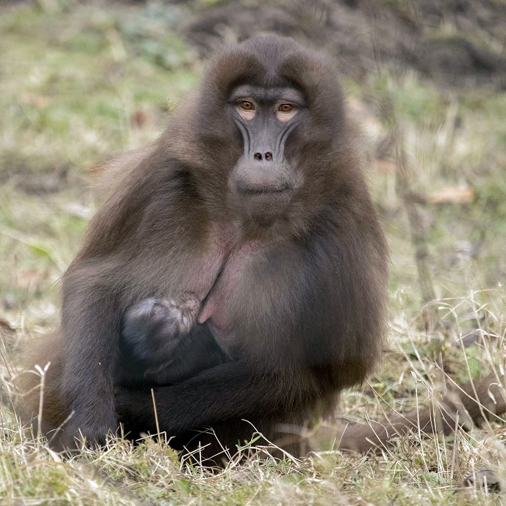 <b>GELADA</b>
<br>
<i>Theropithecus gelada</i>
<br>
Where They Live: Ethiopian Highlands
<br>
Status: Least Concern