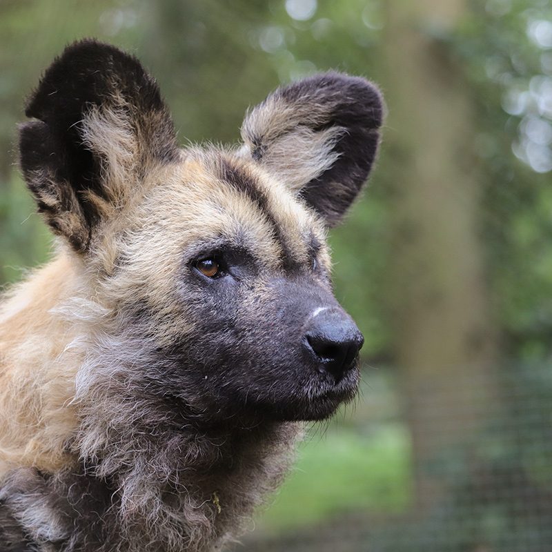 <b>AFRICAN WILD DOG</b>
<br>
<i>Lycaon pictus</i>
<br>
Where They Live: Central & Southern Africa
<br>
Status: Endangered