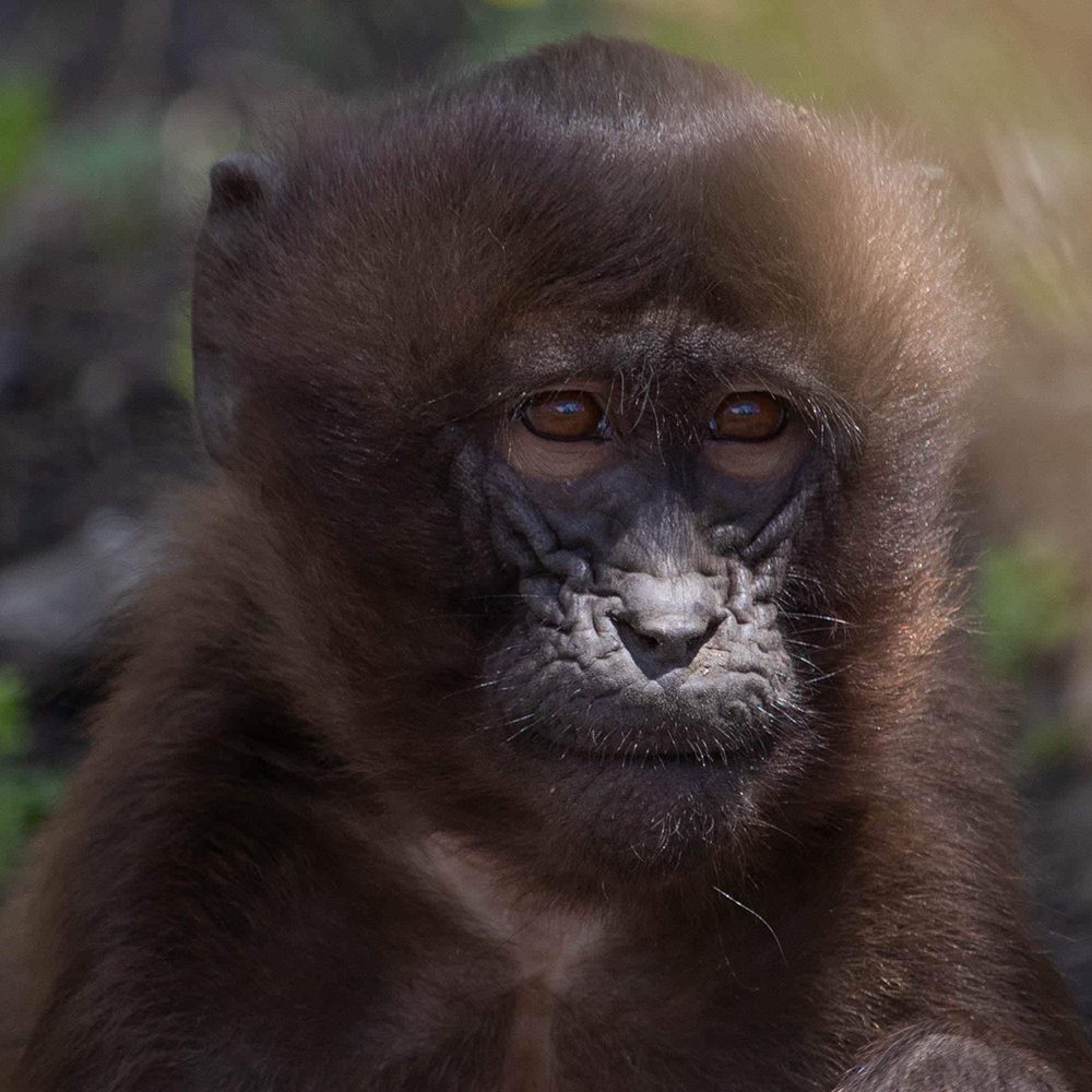 <b>GELADA</b>
<br>
<i>Theropithecus gelada</i>
<br>
Where They Live: Ethiopian Highlands
<br>
Status: Least Concern