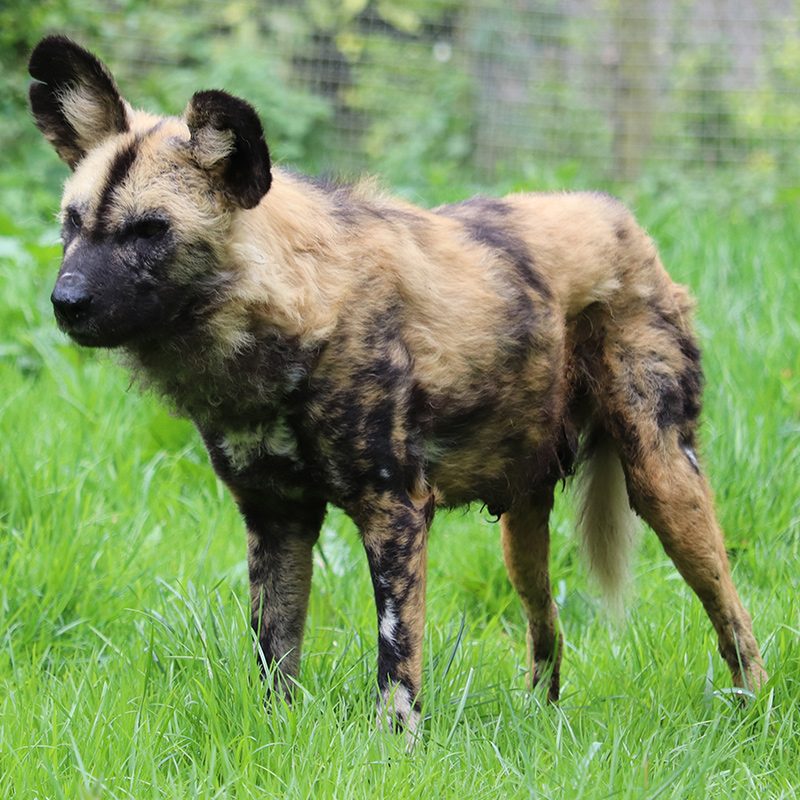 <b>AFRICAN WILD DOG</b>
<br>
<i>Lycaon pictus</i>
<br>
Where They Live: Central & Southern Africa
<br>
Status: Endangered