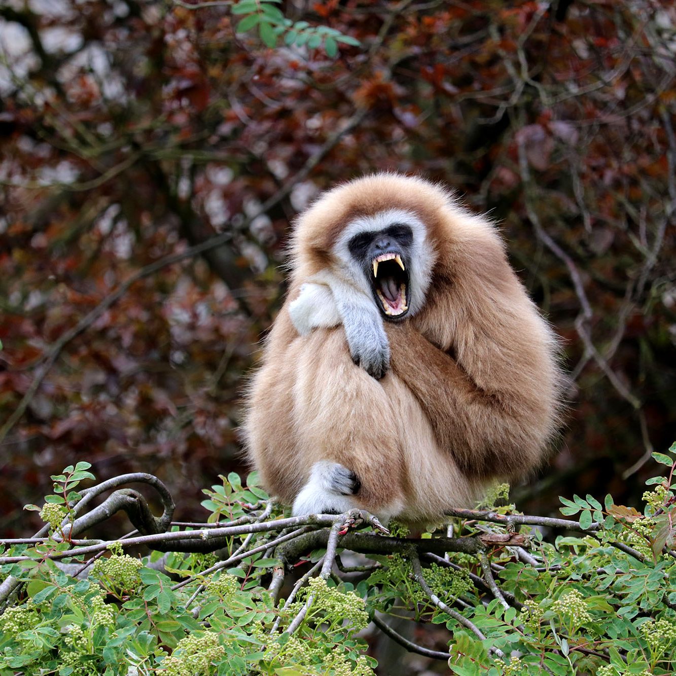 <b>LAR GIBBON</b>
<br>
<i>Hylobates lar</i>
<br>
Where They Live: China, Thailand, Laos, Burma & Indonesia
<br>
Status: Endangered