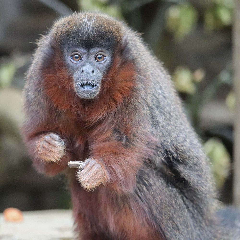 <b>COPPERY TITI MONKEY</b>
<br>
<i>Plecturocebus cupreus</i>
<br>
Where They Live: Brazil & Peru
<br>
Status: Least Concern