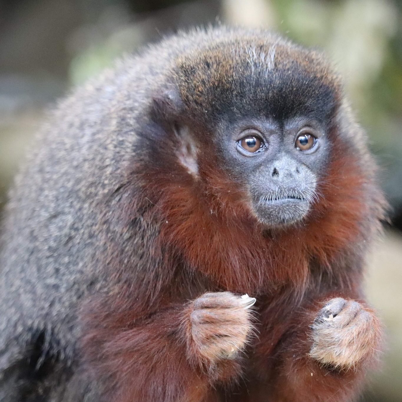 <b>COPPERY TITI MONKEY</b>
<br>
<i>Plecturocebus cupreus</i>
<br>
Where They Live: Brazil & Peru
<br>
Status: Least Concern