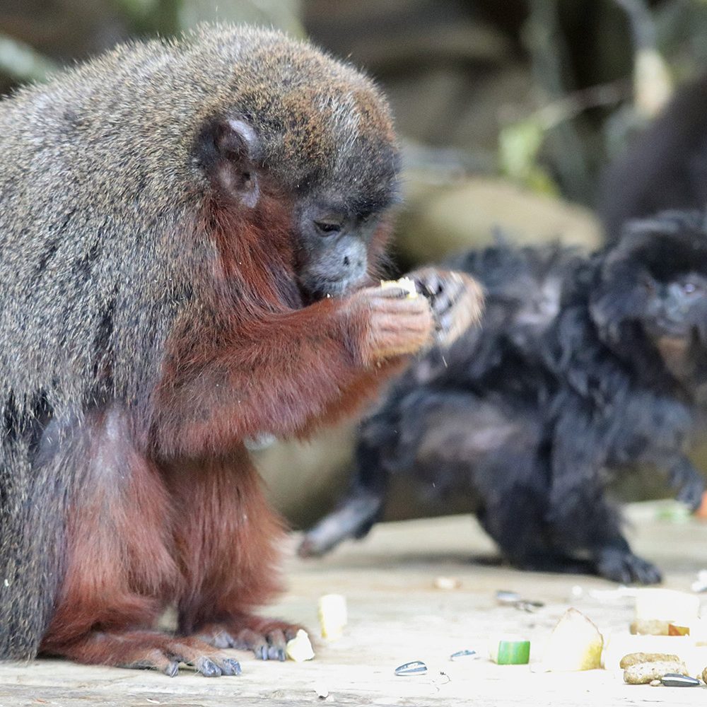 <b>COPPERY TITI MONKEY</b>
<br>
<i>Plecturocebus cupreus</i>
<br>
Where They Live: Brazil & Peru
<br>
Status: Least Concern