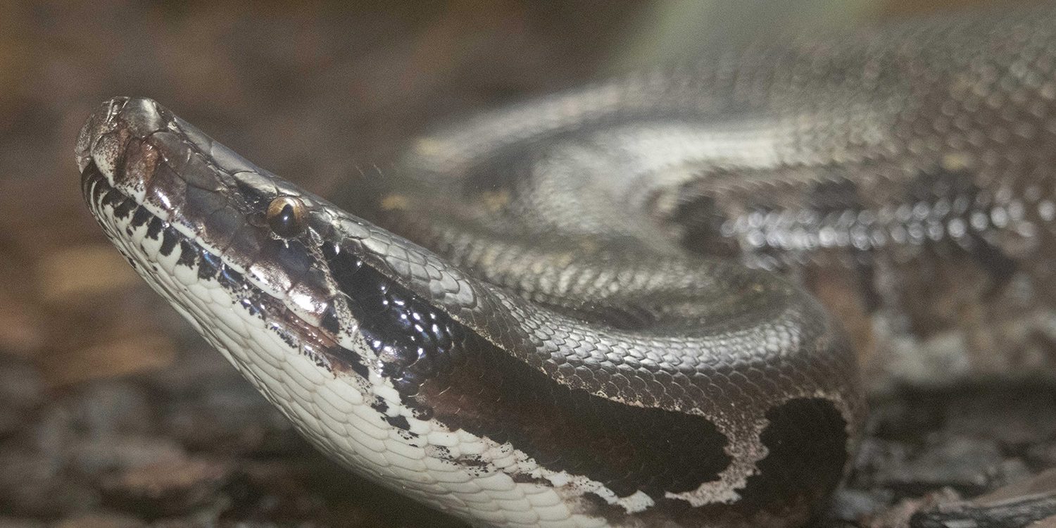 <b>BORNEO BLOOD PYTHON</b>
<br>
<i>Python breitensteini</i>
<br>
Where They Live: Borneo
<br>
Status: Least Concern