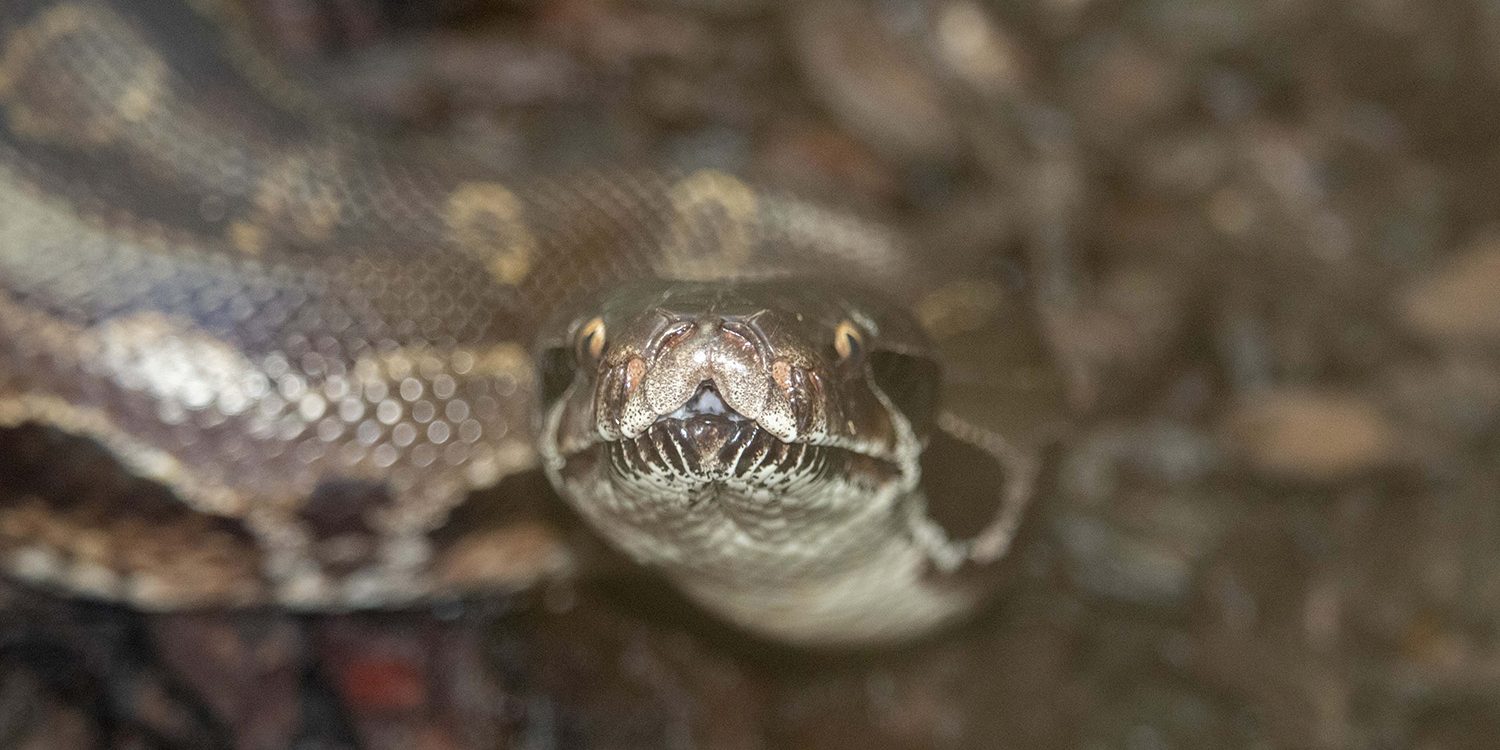 <b>BORNEO BLOOD PYTHON</b>
<br>
<i>Python breitensteini</i>
<br>
Where They Live: Borneo
<br>
Status: Least Concern