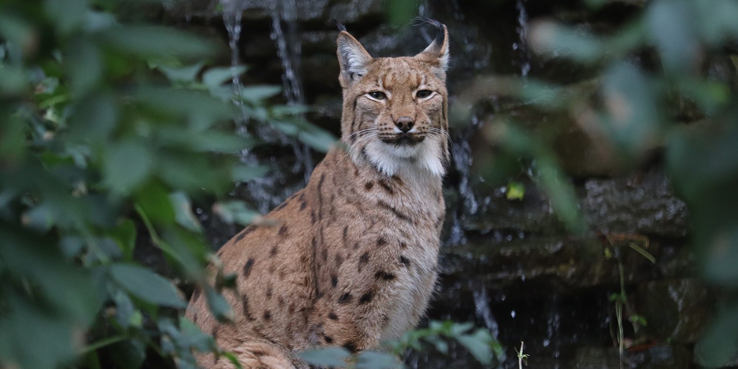 <b>CARPATHIAN LYNX</b>
<br>
<i>Lynx lynx carpathicus</i>
<br>
Where They Live: Romania, Slovakia & Hungary
<br>
Status: Least Concern