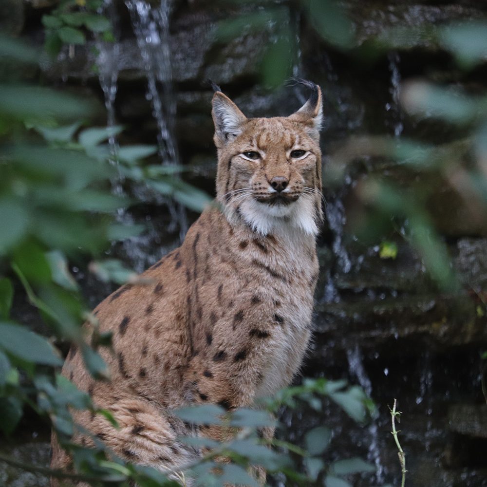 <b>CARPATHIAN LYNX</b>
<br>
<i>Lynx lynx carpathicus</i>
<br>
Where They Live: Romania, Slovakia & Hungary
<br>
Status: Least Concern