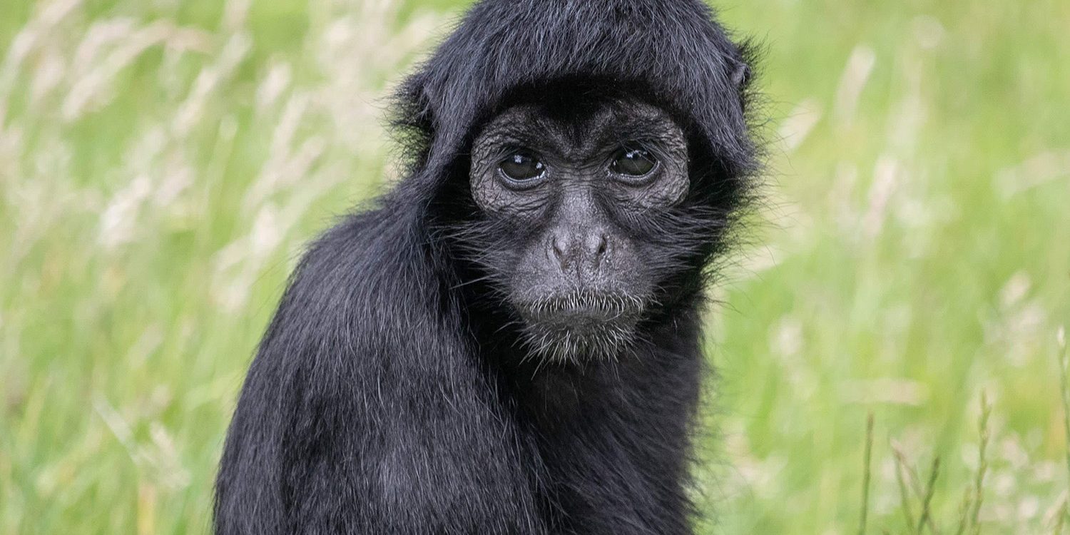 <b>COLOMBIAN BLACK SPIDER MONKEY</b>
<br>
<i>Ateles fusciceps rufiventris</i>
<br>
Where They Live: Colombia & Panama
<br>
Status: Critically Endangered