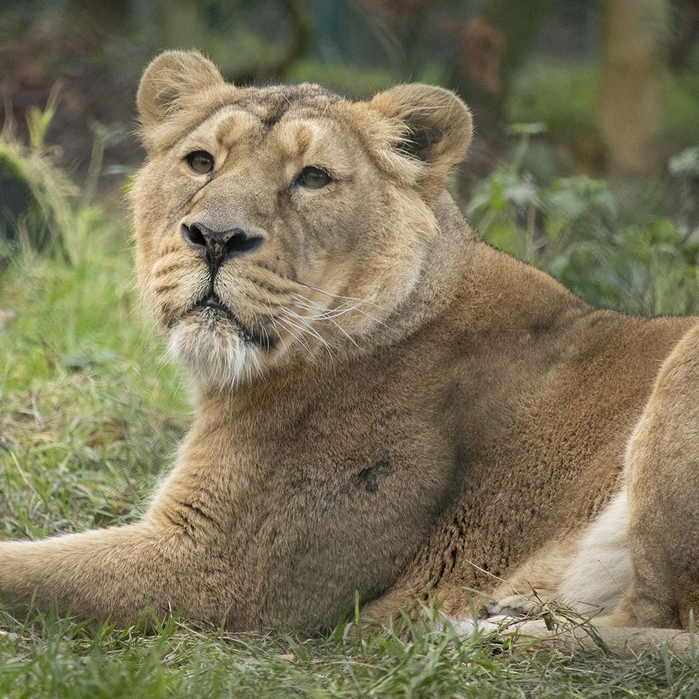 <b>ASIATIC LION</b>
<br>
<i>Panthera leo persica</i>
<br>
Where They Live: India
<br>
Status: Endangered