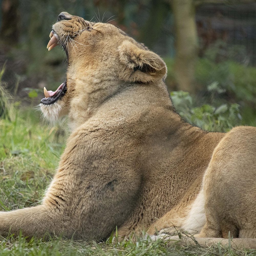 <b>ASIATIC LION</b>
<br>
<i>Panthera leo persica</i>
<br>
Where They Live: India
<br>
Status: Endangered