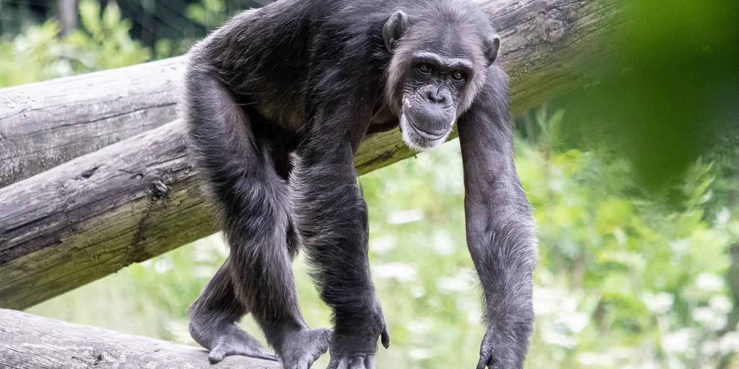 <i>CHIMPANZEE</i>
<br>
Where They Live: Tropical Africa
<br>
Status: Endangered
<br>
Photograph 
Location: Dudley Zoo, UK