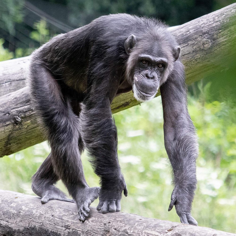 <i>CHIMPANZEE</i>
<br>
Where They Live: Tropical Africa
<br>
Status: Endangered
<br>
Photograph 
Location: Dudley Zoo, UK