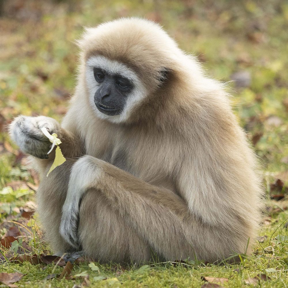 <b>LAR GIBBON</b>
<br>
<i>Hylobates lar</i>
<br>
Where They Live: China, Thailand, Laos, Burma & Indonesia
<br>
Status: Endangered