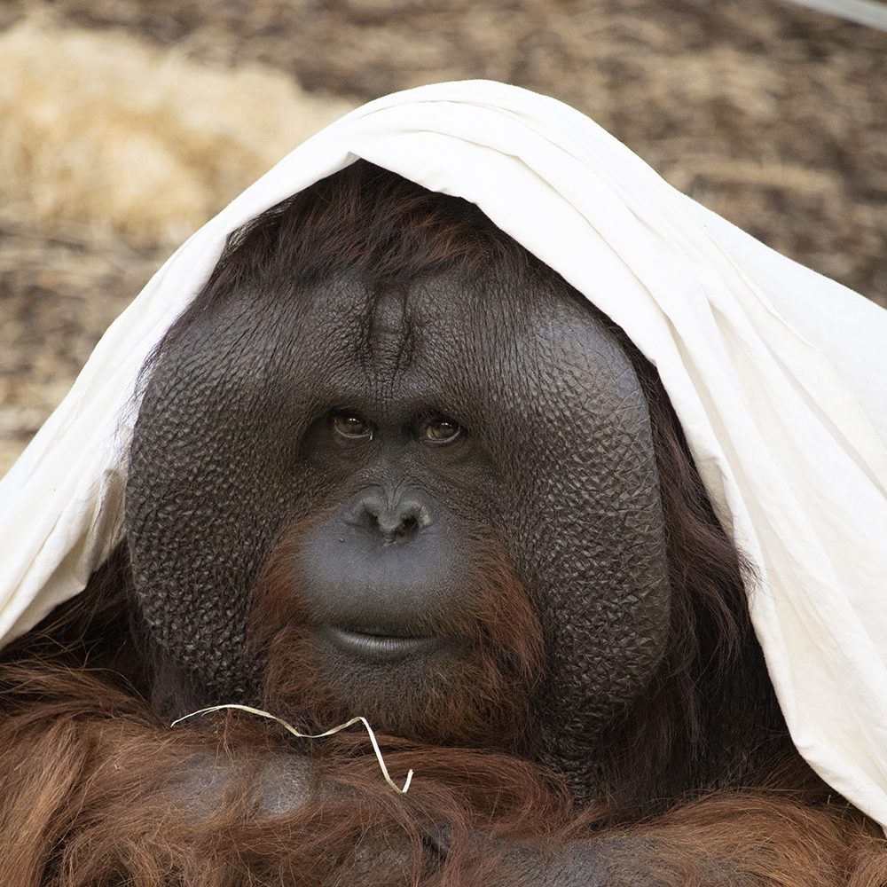 <i>BORNEAN ORANGUTAN</i>
<br>
Where They Live: Borneo
<br>
Status: Endangered
<br>
Photograph 
Location: Dudley Zoo, UK