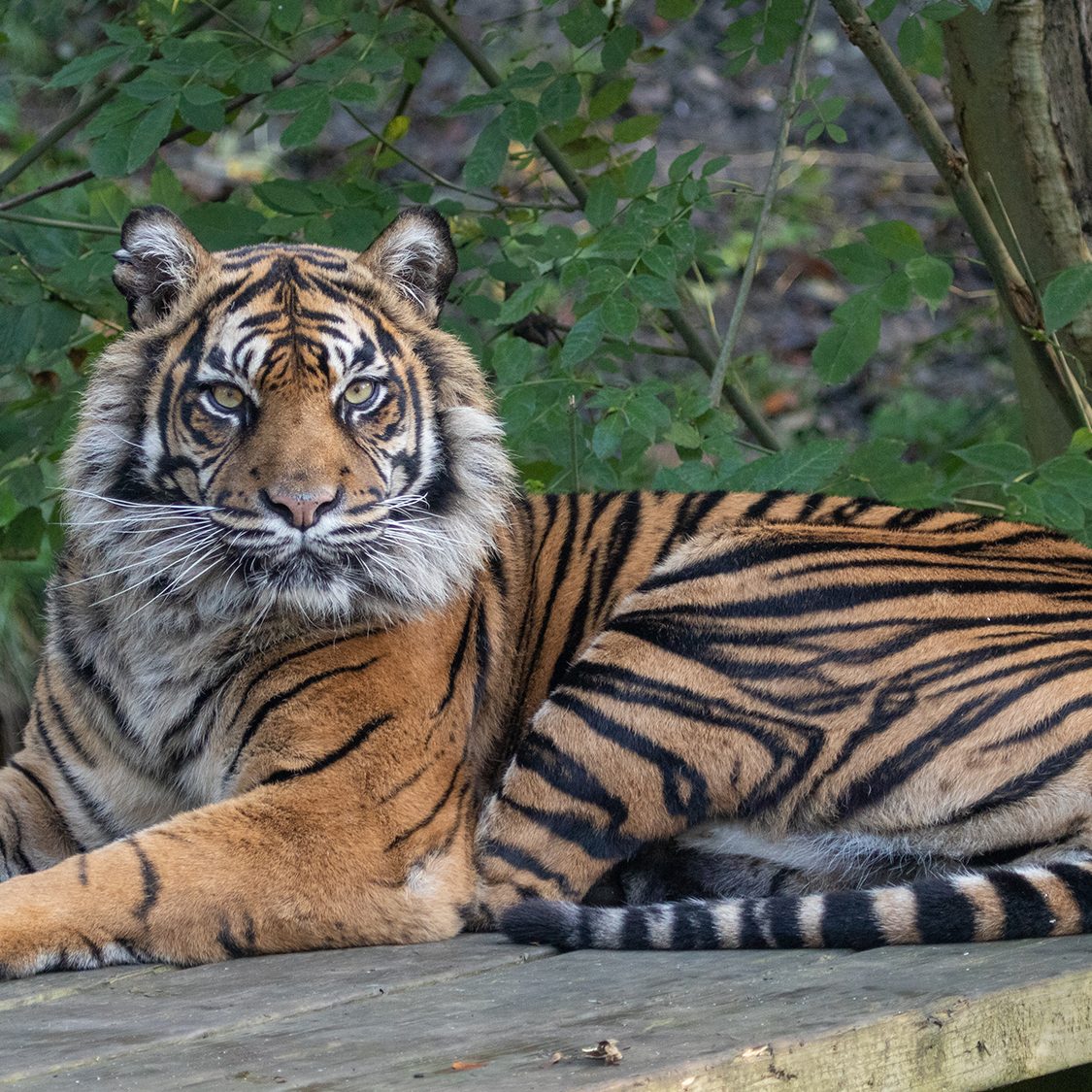 Tigers