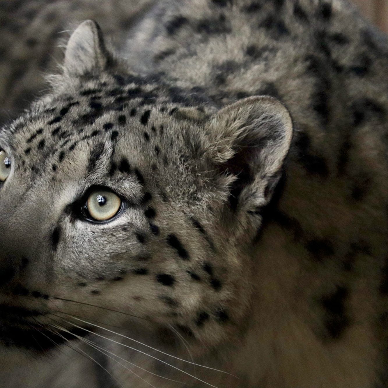 <b>SNOW LEOPARD</b>
<br>
<i>Panthera uncia</i>
<br>
Where They Live: Central & South Asia
<br>
Status: Vulnerable