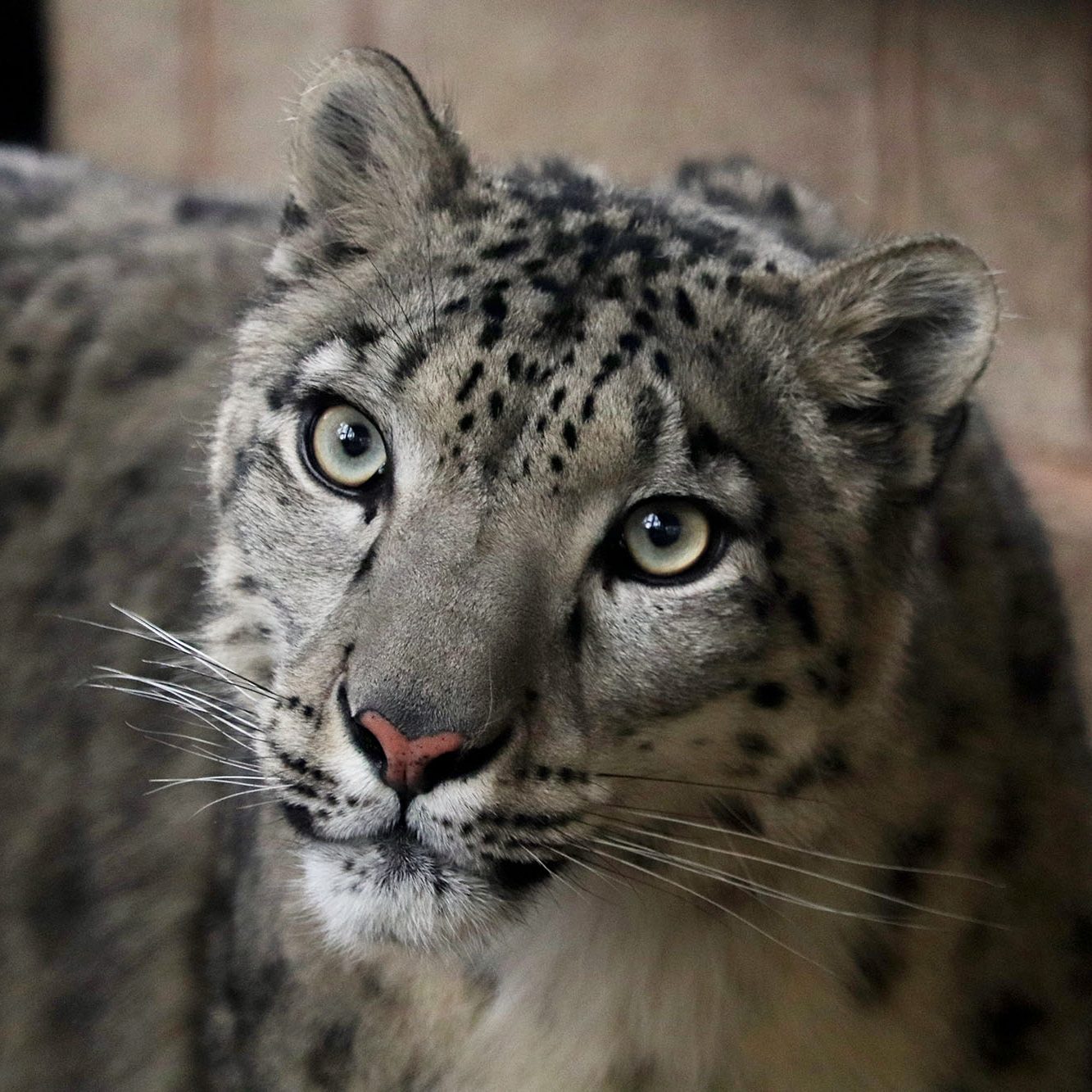 <b>SNOW LEOPARD</b>
<br>
<i>Panthera uncia</i>
<br>
Where They Live: Central & South Asia
<br>
Status: Vulnerable