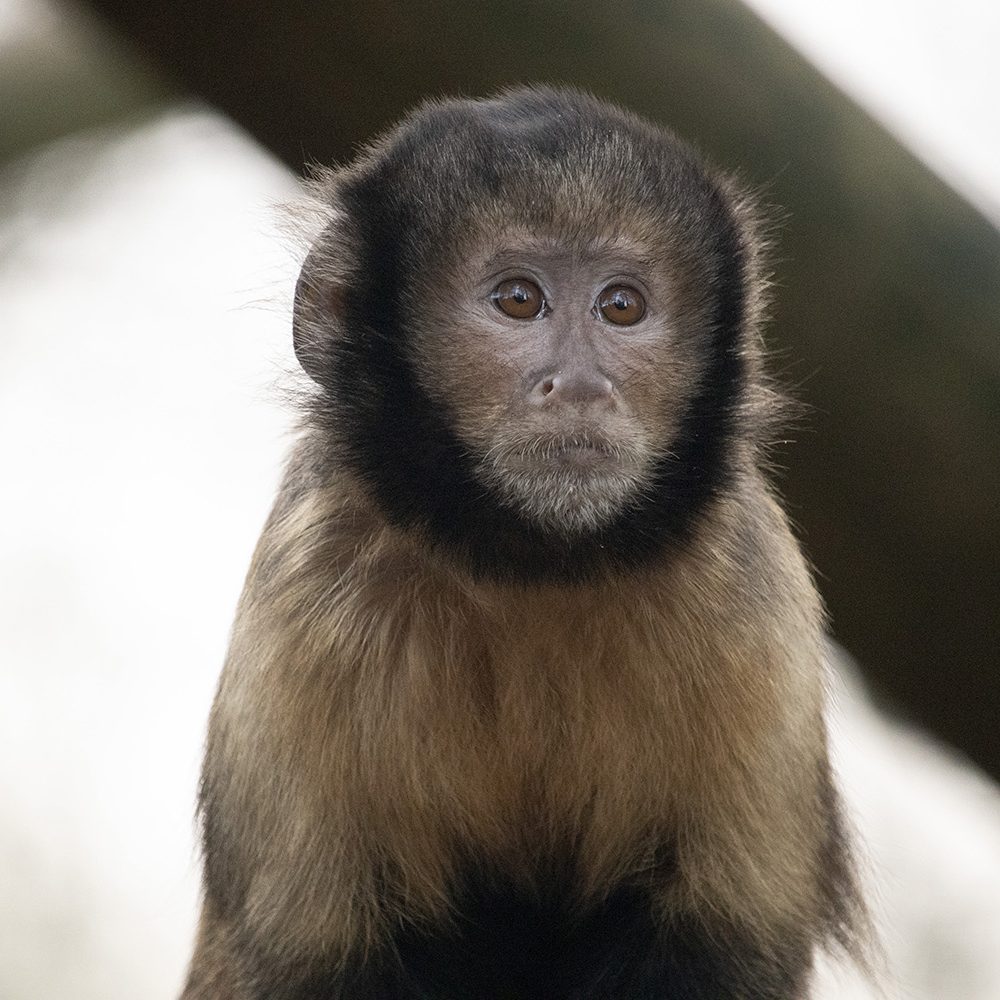 <b>YELLOW BREASTED CAPUCHIN</b>
<br>
<i>Sapajus xanthosternos</i>
<br>
Where They Live: Brazil
<br>
Status: Critically Endangered