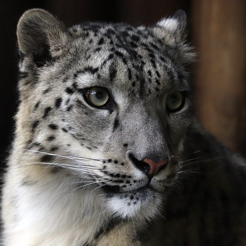 <b>SNOW LEOPARD</b>
<br>
<i>Panthera uncia</i>
<br>
Where They Live: Central & South Asia
<br>
Status: Vulnerable