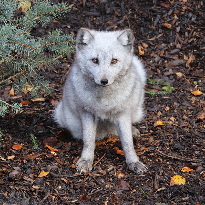 <b>ARCTIC FOX</b>
<br>
<i>Vulpes lagopus</i>
<br>
Where They Live: Northern Hemisphere
<br>
Status: Least Concern