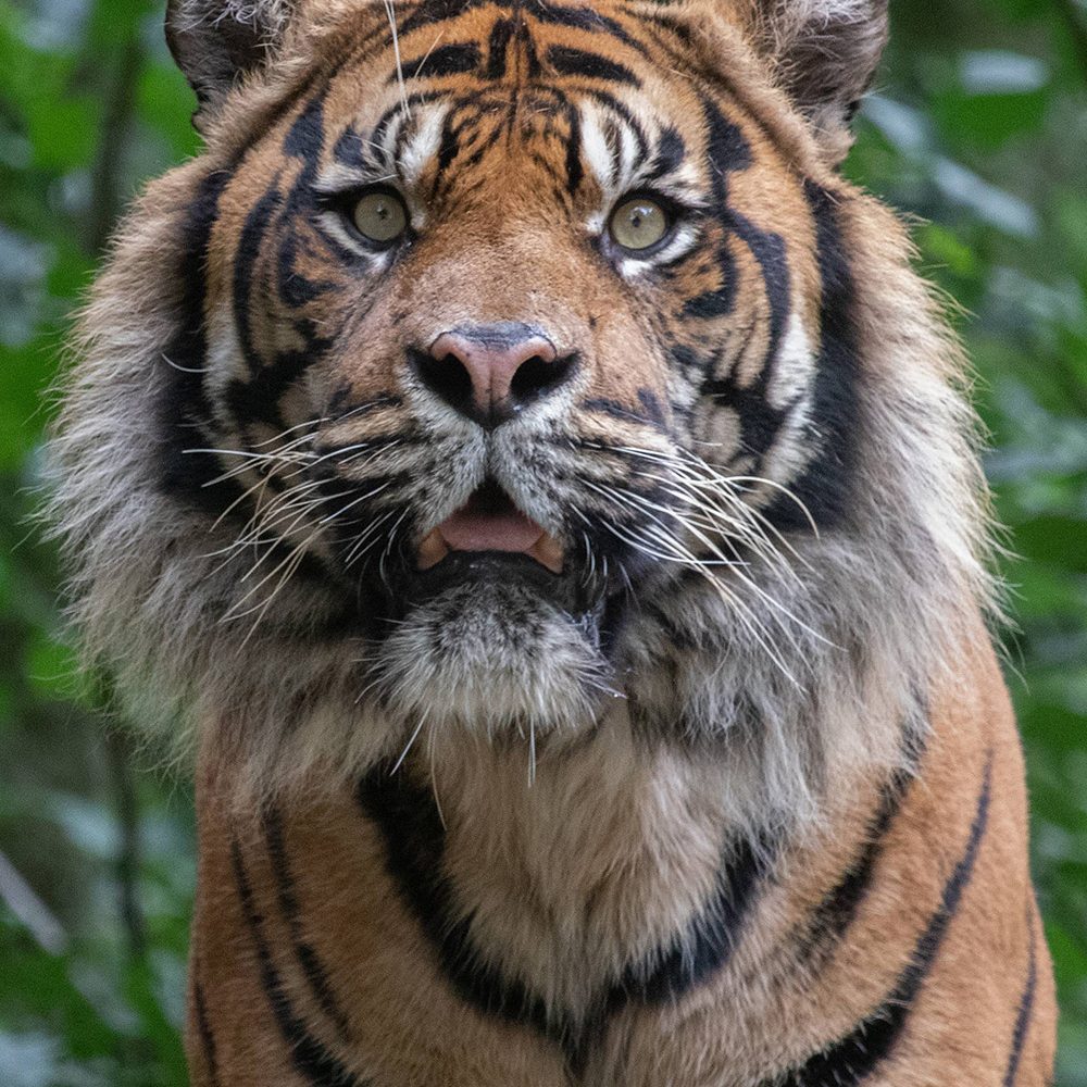 <b> SUMATRAN TIGER </b>
<br>
<i>Panthera tigris sondaica</i>
<br>
Where They Live: Sumatra
<br>
Status: Critically Endangered