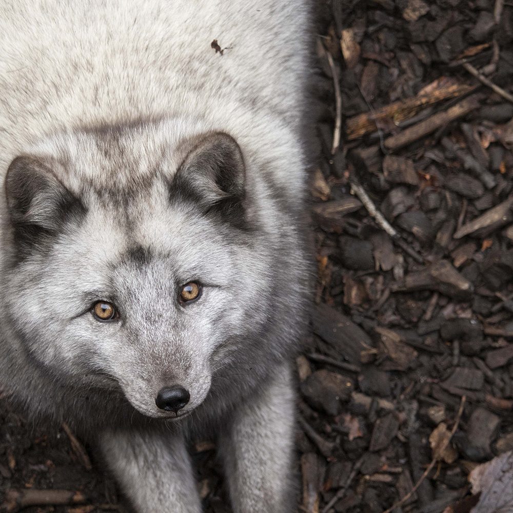 <b>ARCTIC FOX</b>
<br>
<i>Vulpes lagopus</i>
<br>
Where They Live: Northern Hemisphere
<br>
Status: Least Concern