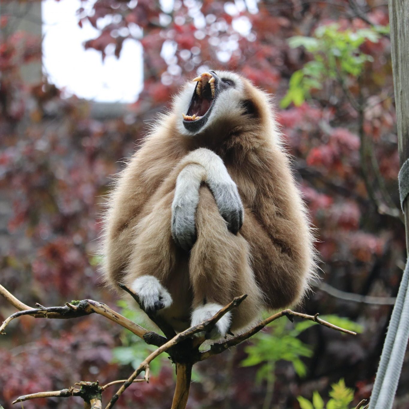 <b>LAR GIBBON</b>
<br>
<i>Hylobates lar</i>
<br>
Where They Live: China, Thailand, Laos, Burma & Indonesia
<br>
Status: Endangered